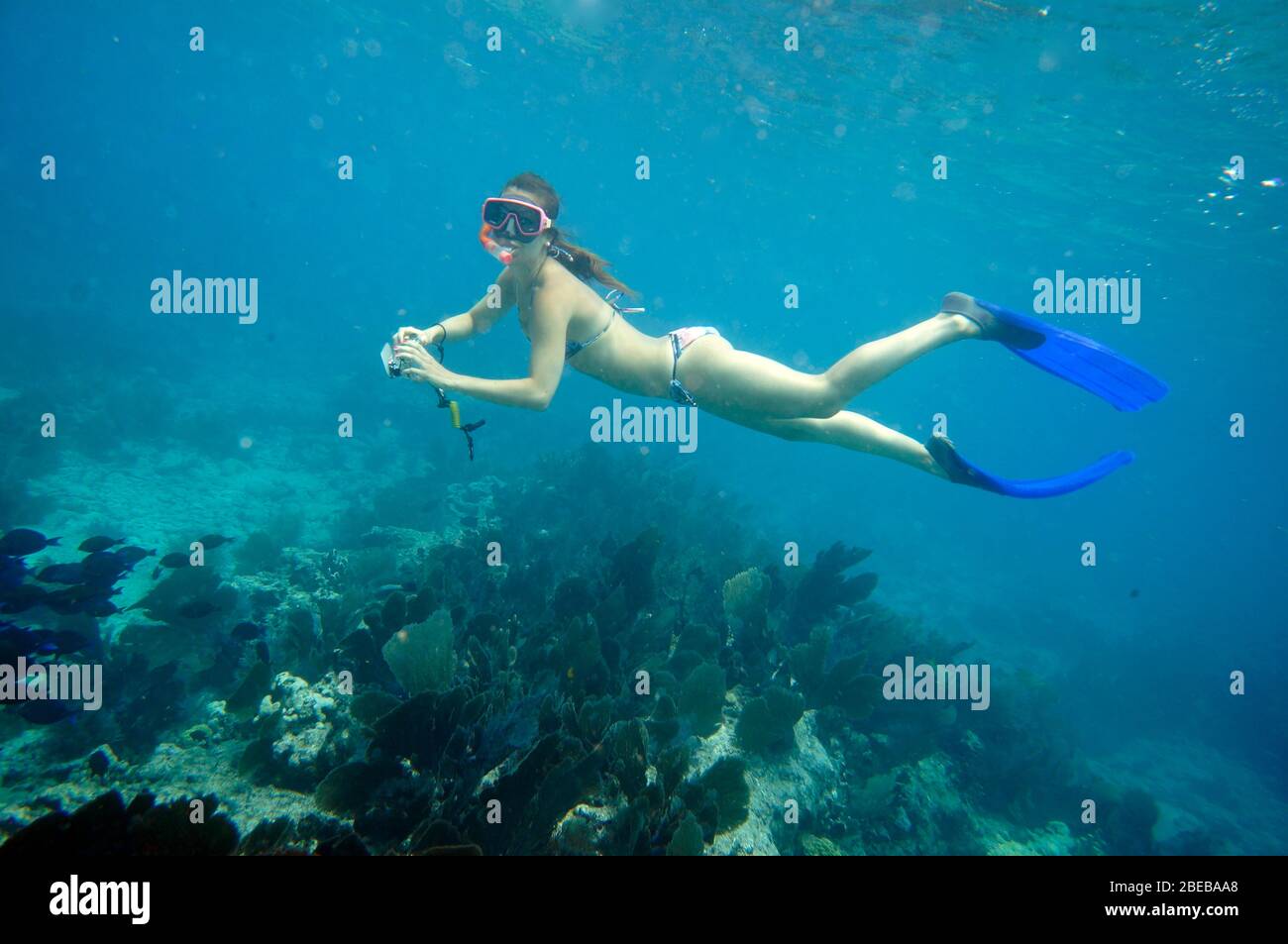 Schnorchlerin am Molasses Reef, Key Largo, Florida, USA, Stock Photo