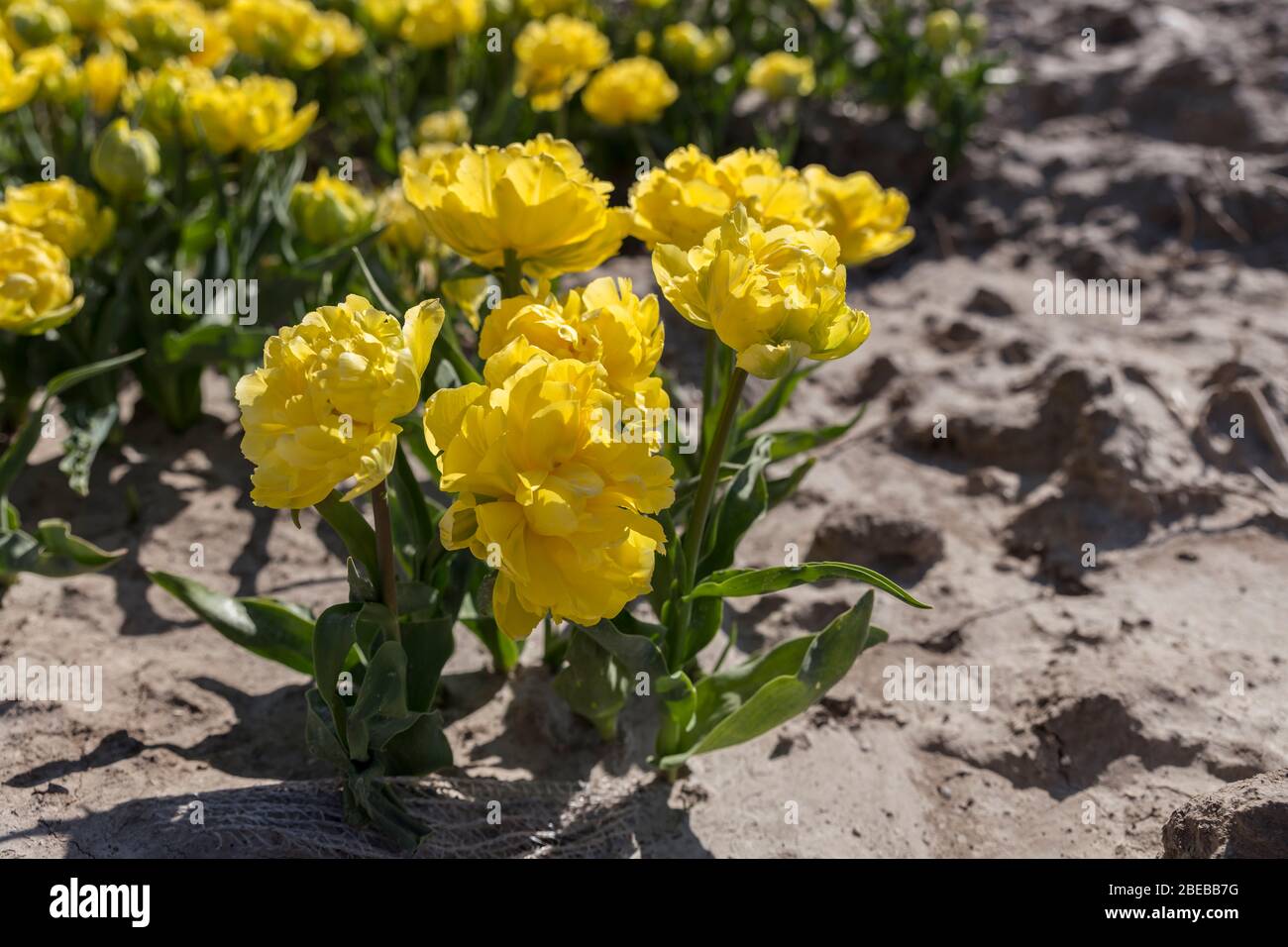 yellow tulips in front of big yellow field in holland at the keukenhof ...