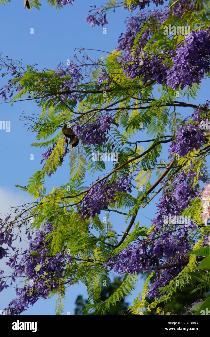 tree with purple flowers jacaranda