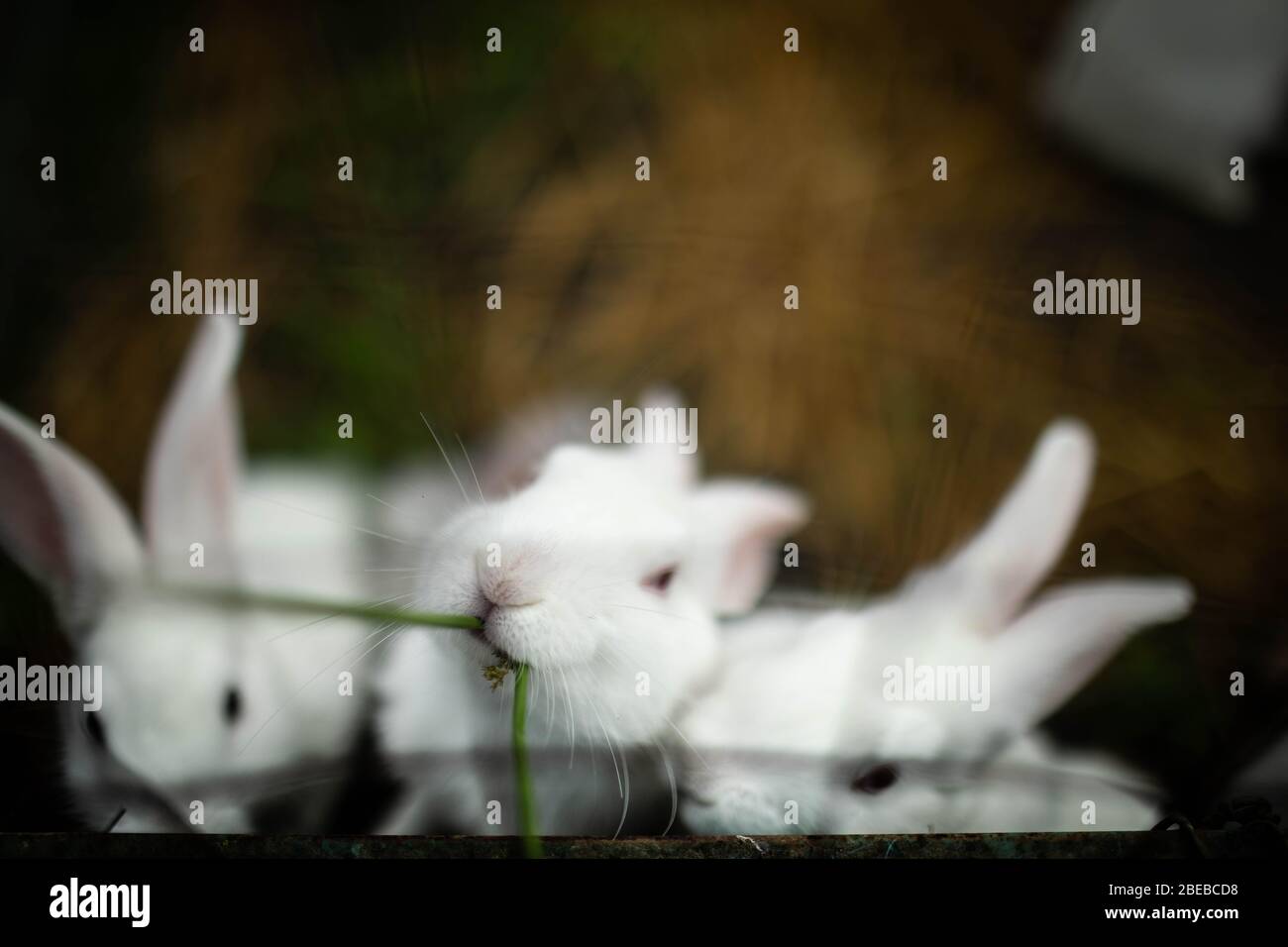 Three beautiful white rabbits in a cage, one of them is eating grass