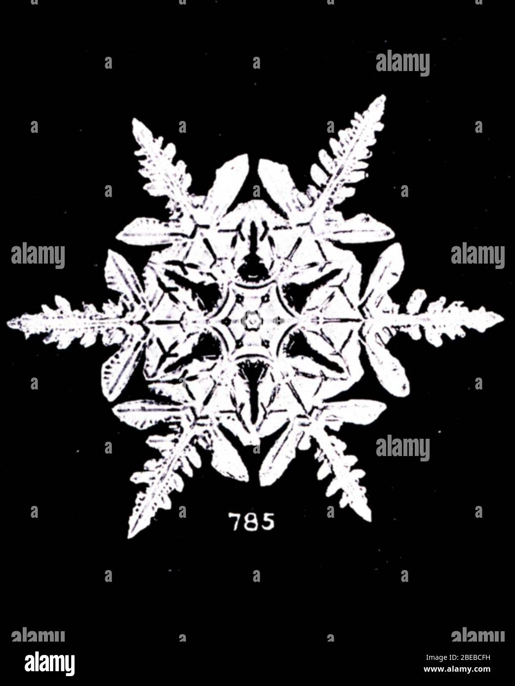 English Image 785 Of Studies Among The Snow Crystals By Wilson Bentley The Snowflake Man From Annual Summary Of The Monthly Weather Review For 1902 Bentley Was A Bachelor Farmer Whose