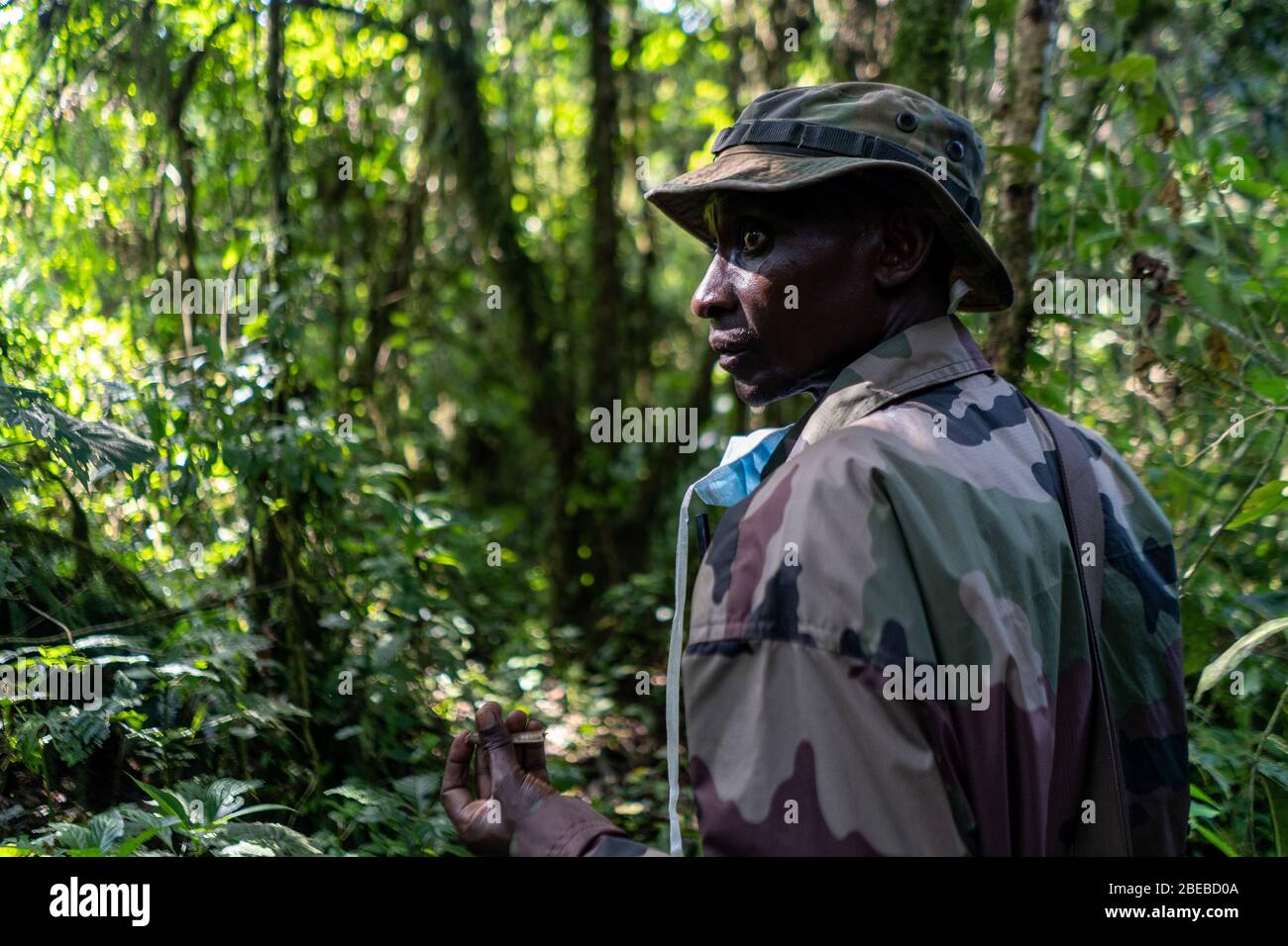 Republic of congo rainforest hires stock photography and images Alamy