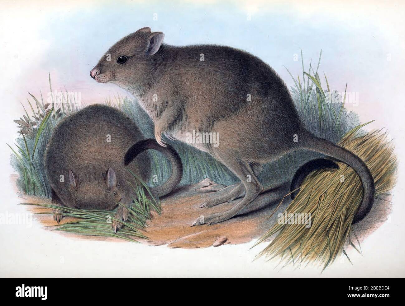 Plate in Gould's Mammals of Australia volume 3. The title is the caption in  that work, and may be a synonym. The file was uploaded with the current  name in the category,