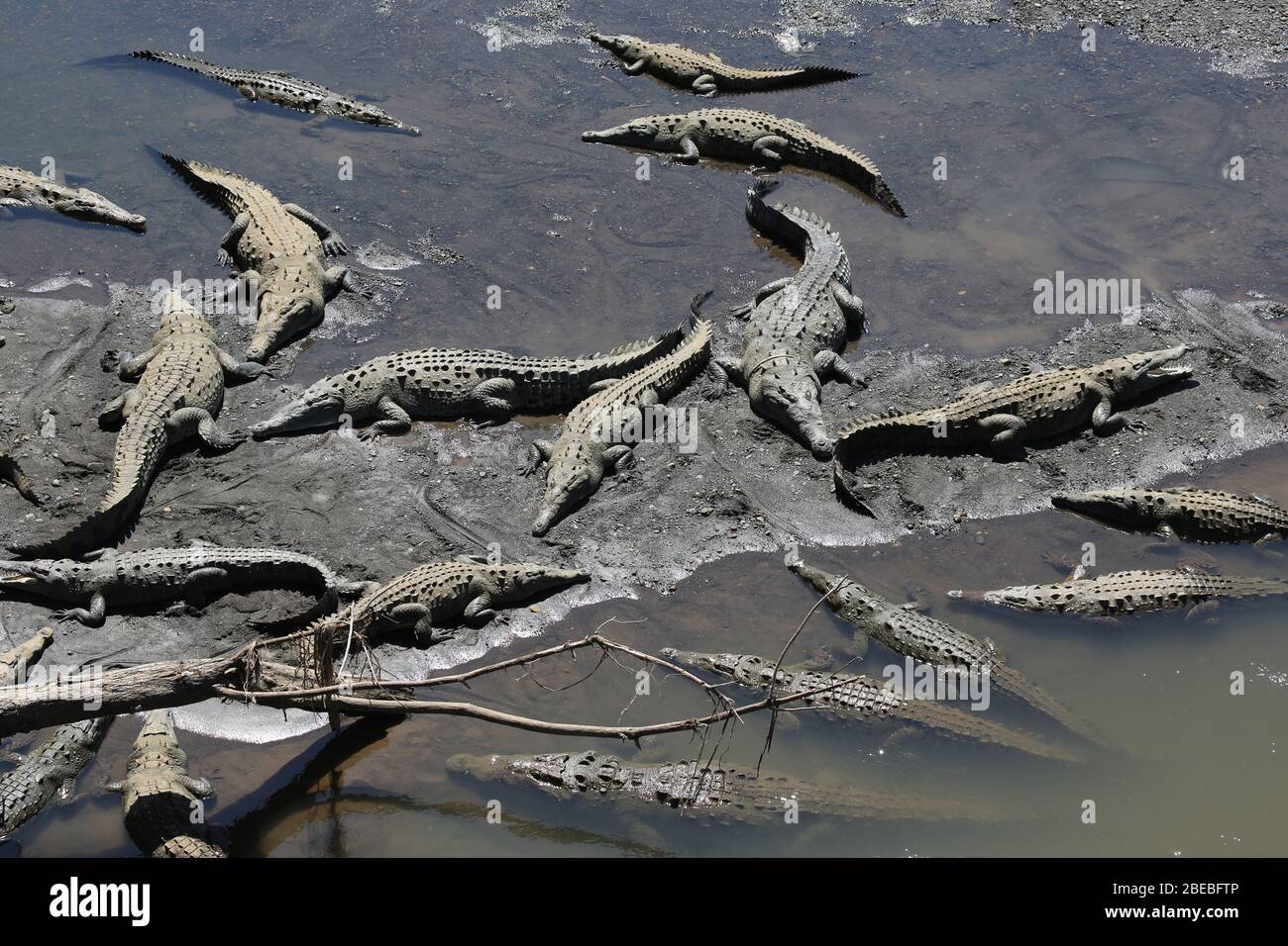 Crocodile Costa Rica Bridge Crocodiles in the Tarcoles River, Costa Rica Stock Photo - Alamy