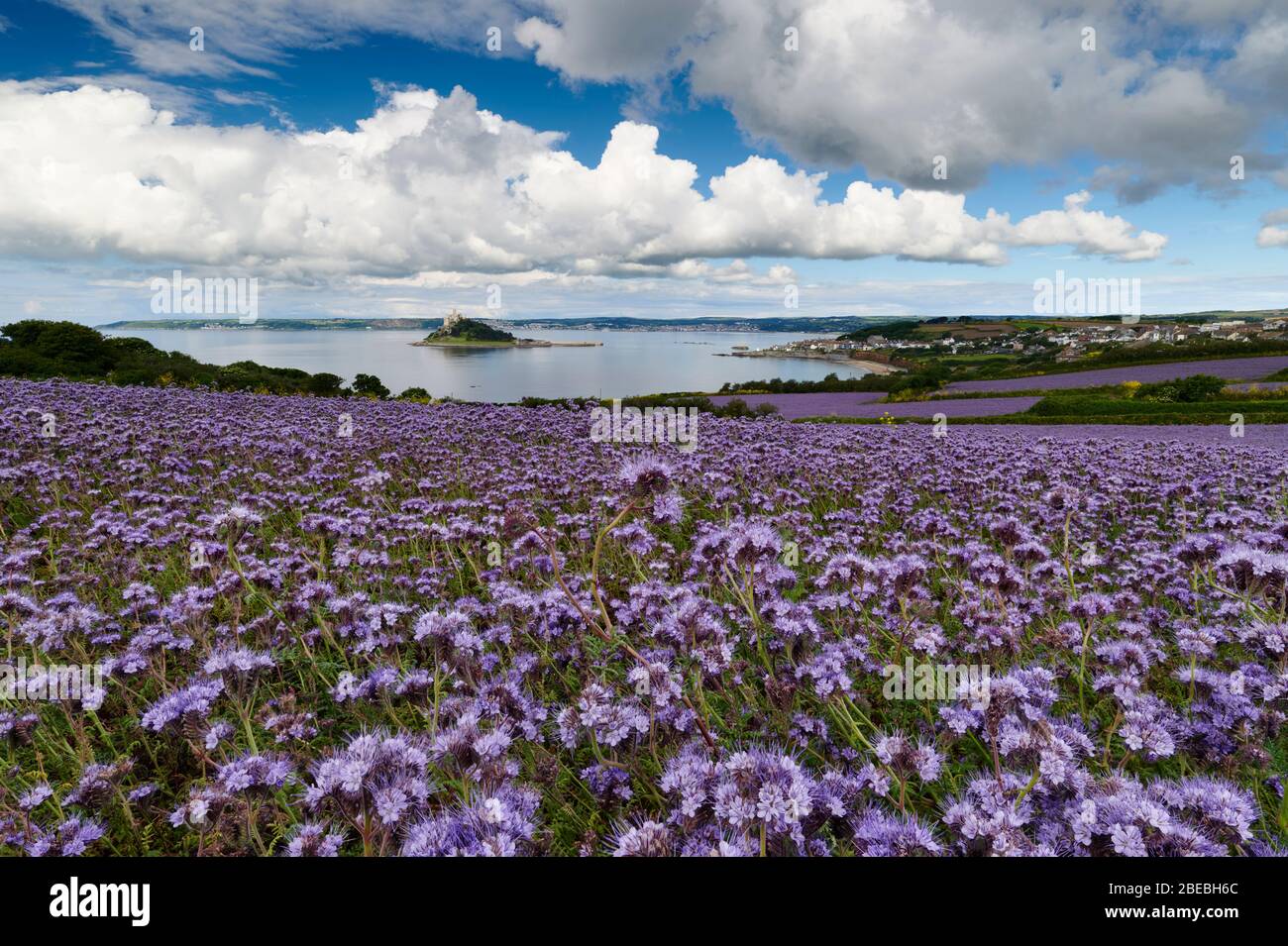 Phacelia or commonly known as purple or blue Tansy crop. Grown to be ploughed back into the soil. Marazion, Cornwall. Stock Photo