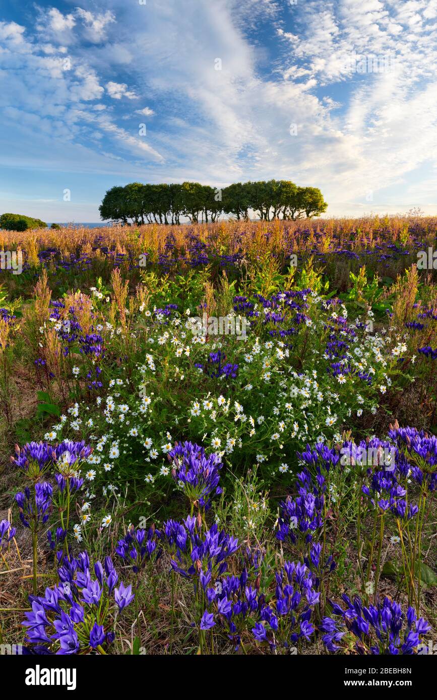 Agapanthus field grown for the use as fresh cut flowers, West Cornwall Stock Photo