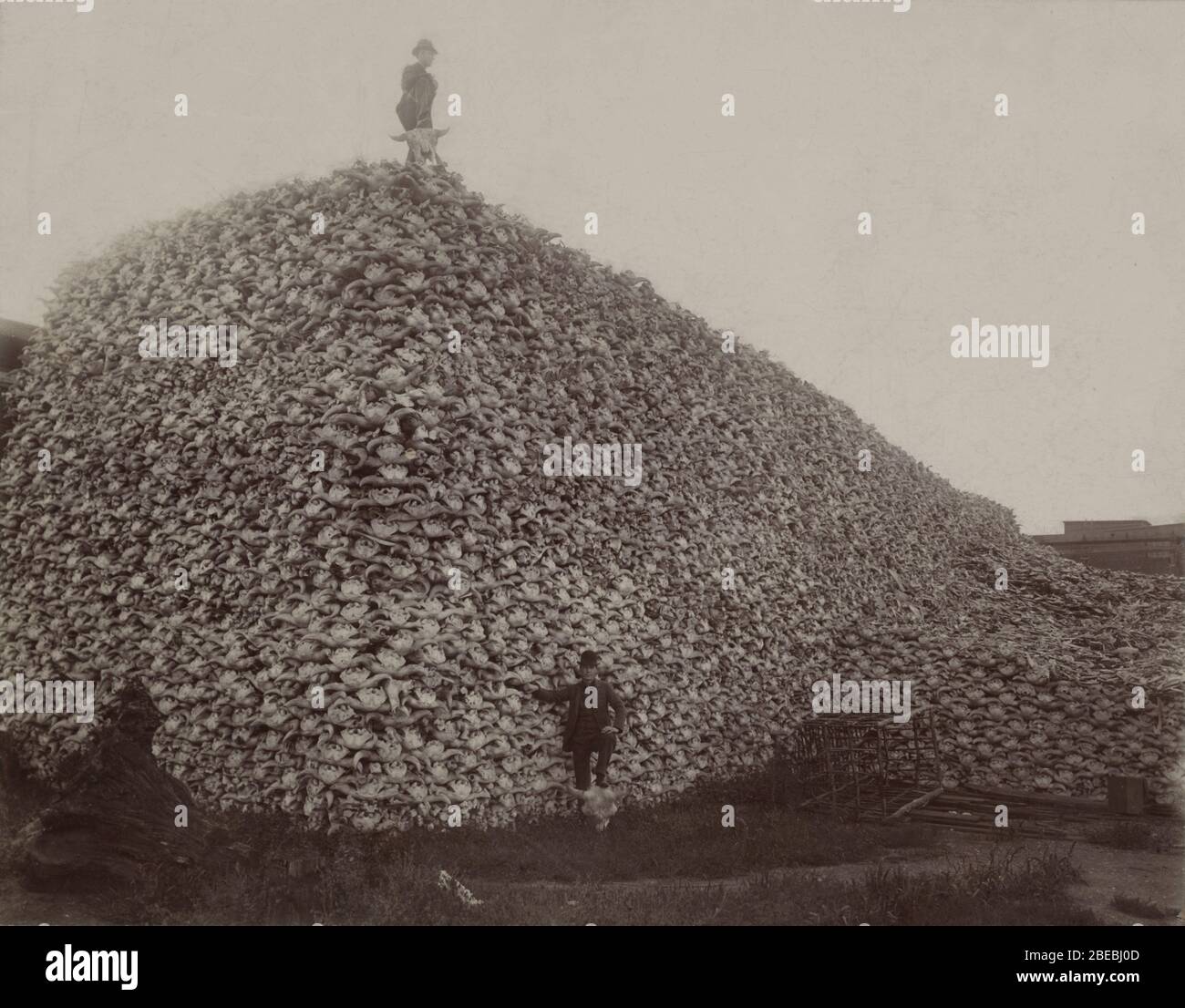 Bison skull pile hires stock photography and images Alamy