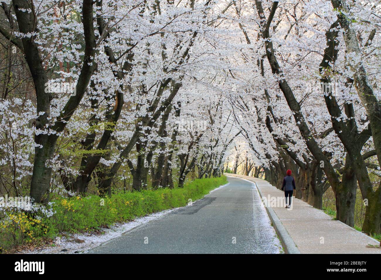 beautiful scenery of cherry blossoms in the road in Gyeongju, Korea :  02 April 2020 Stock Photo
