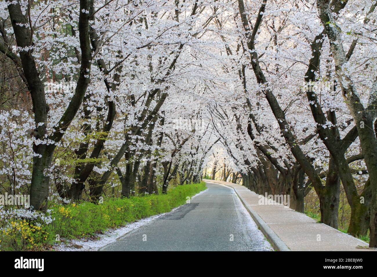 beautiful scenery of cherry blossoms in the road(Heungmu-ro) in Gyeongju, Korea :  02 April 2020 Stock Photo