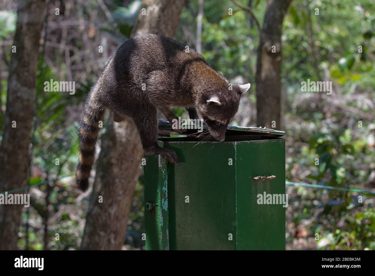 raccoon climbing trash bin looking for food garbage Stock Photo