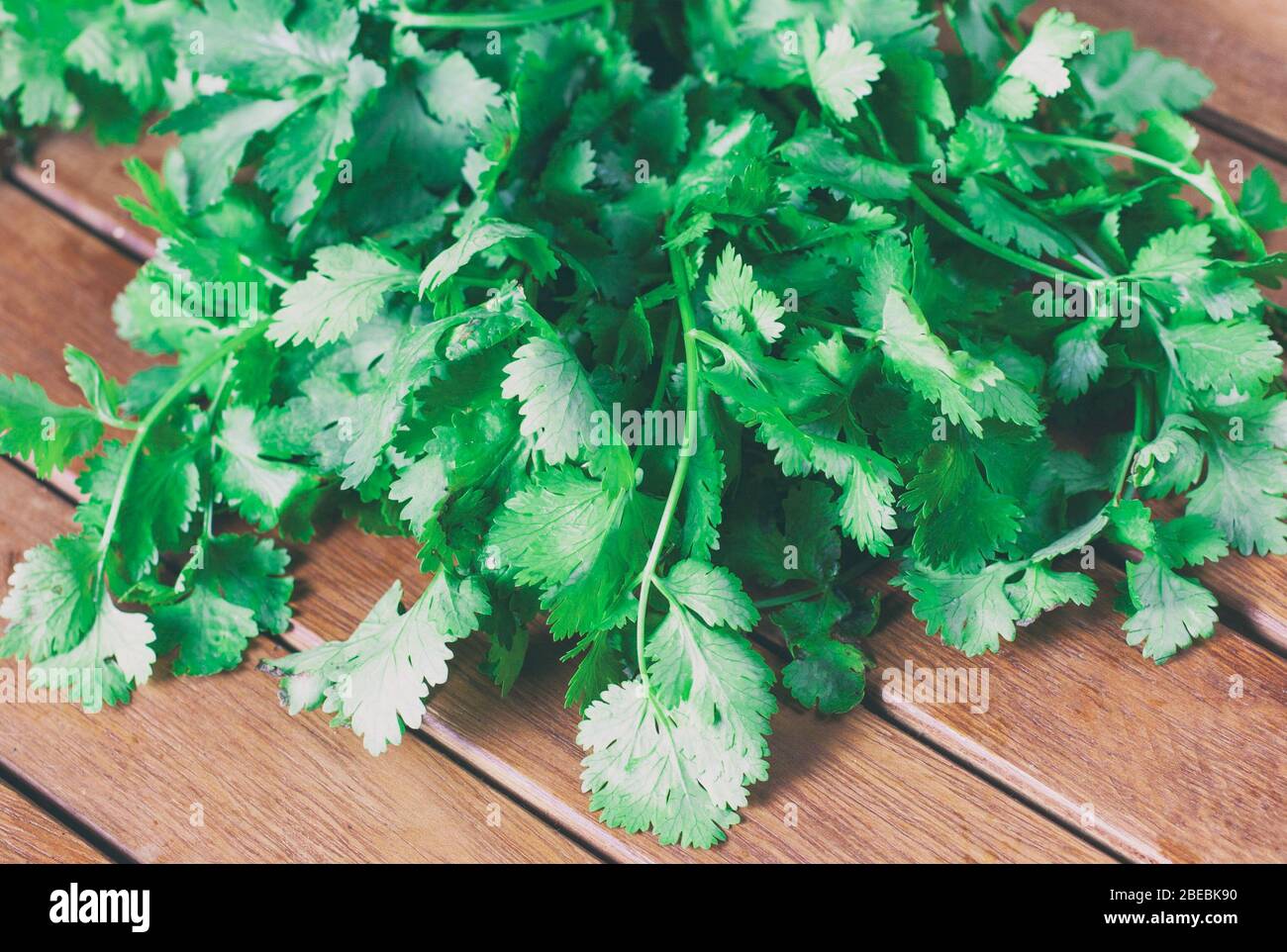 Coriander (Coriandrum sativum), also known as cilantro Stock Photo Alamy