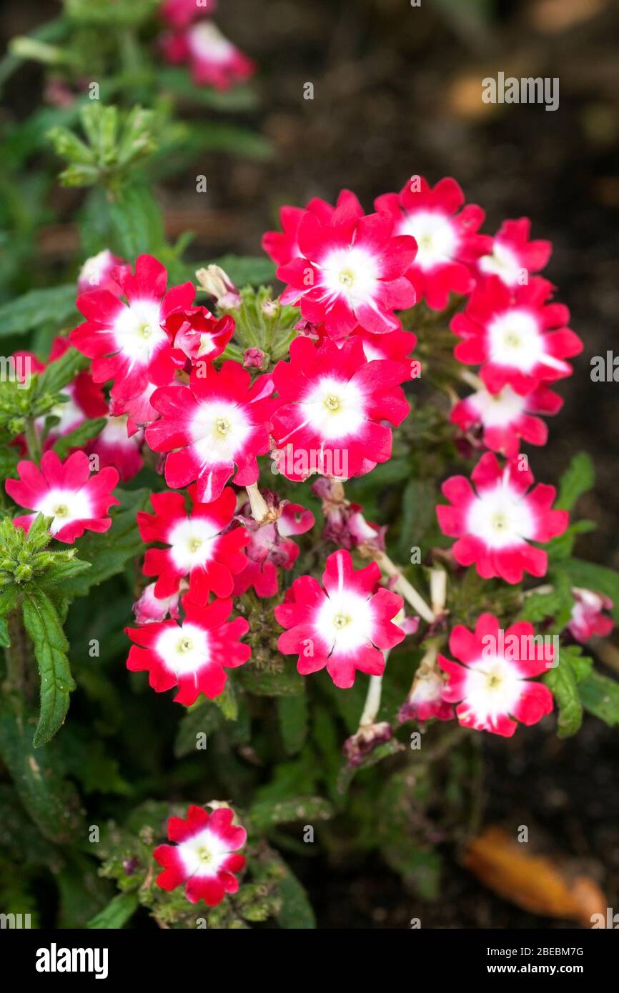 Red and white flowers of Garden vervain, Verbena hybrida. Stock Photo