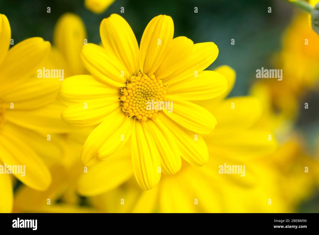 Yellow flowers of Grey-leaved euryops, Euryops pectinatus Stock Photo