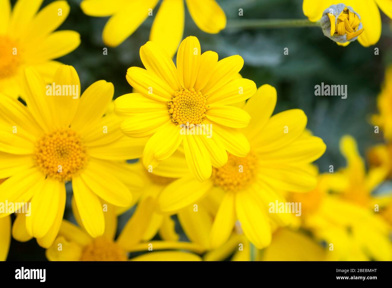 Yellow flowers of Grey-leaved euryops, Euryops pectinatus Stock Photo
