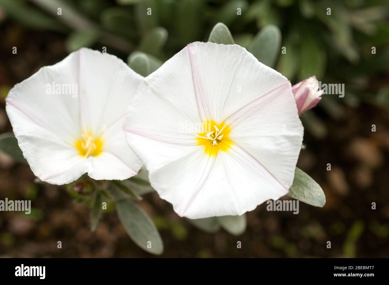 White flowers of Hedge bindweed, Calystegia sepium. Stock Photo