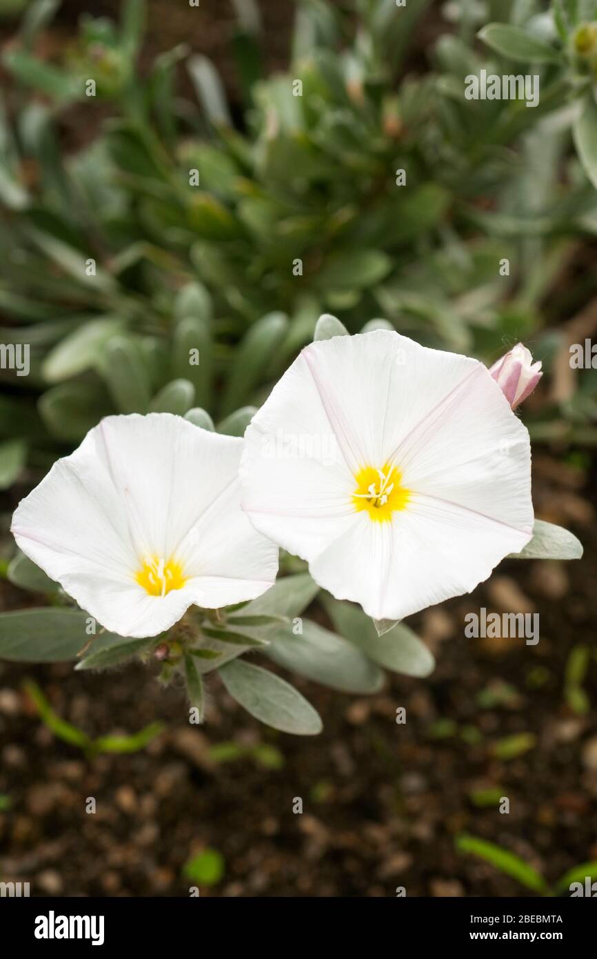 White flowers of Hedge bindweed, Calystegia sepium. Stock Photo
