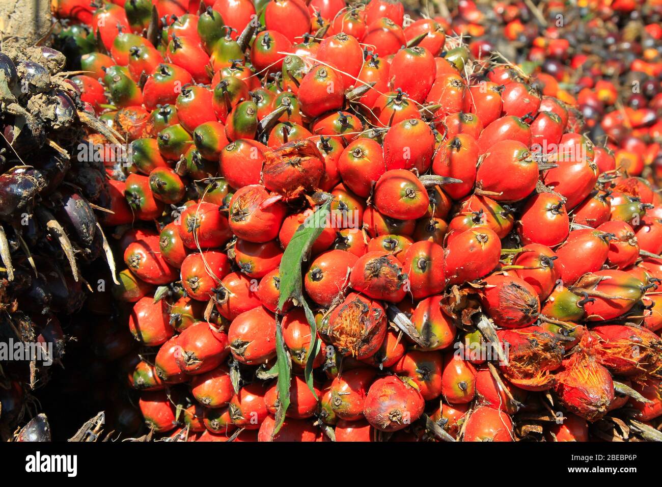 Palm oil fruits, Costa Rica Stock Photo - Alamy