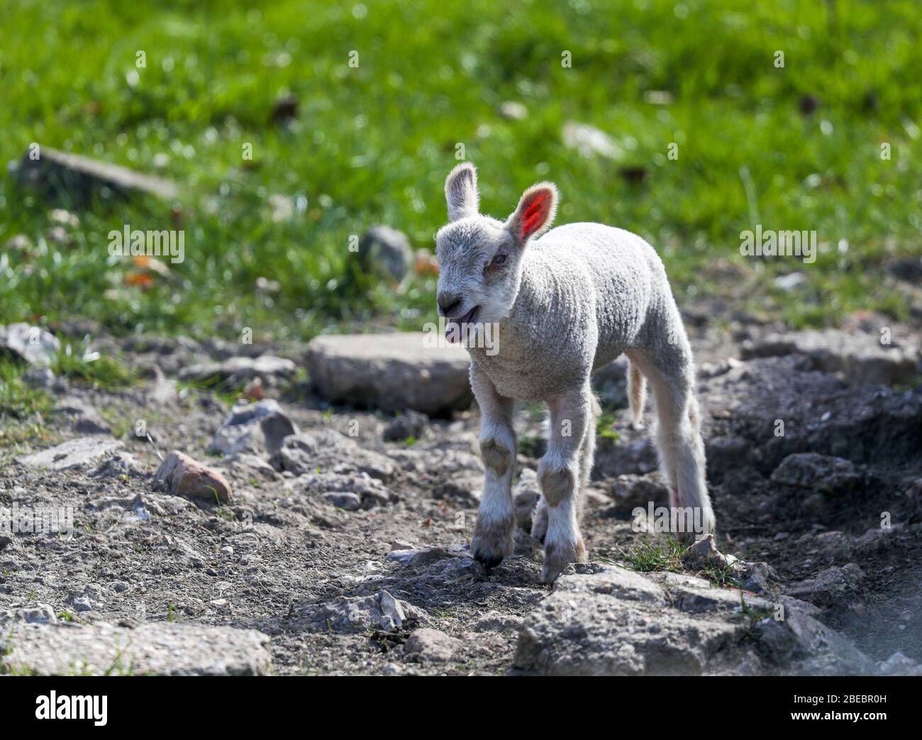 Lambs in a field in Buckinghamshire enjoying the spring sunshine Stock ...