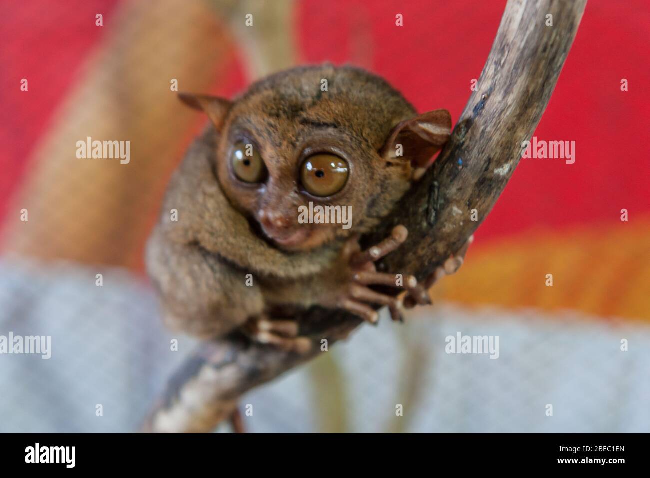 close up of a tarsier Bohol island Philippines Stock Photo - Alamy