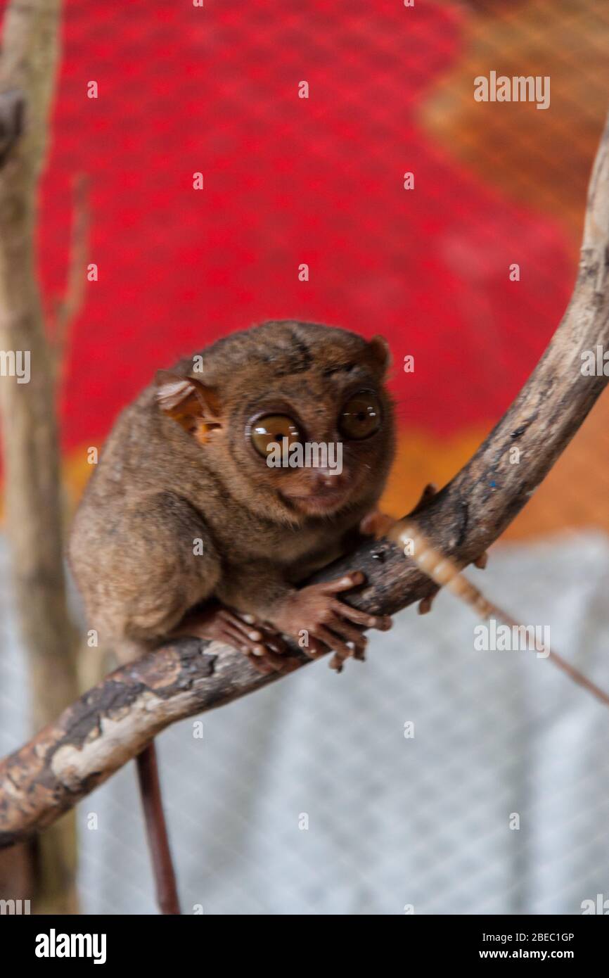 close up of a tarsier Bohol island Philippines Stock Photo - Alamy