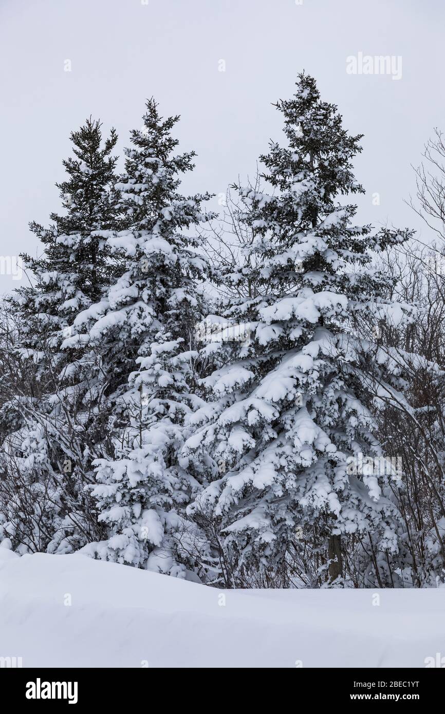 Snowy spruce-fir forest along the Burgeo Highway, Route 480, in Newfoundland, Canada Stock Photo
