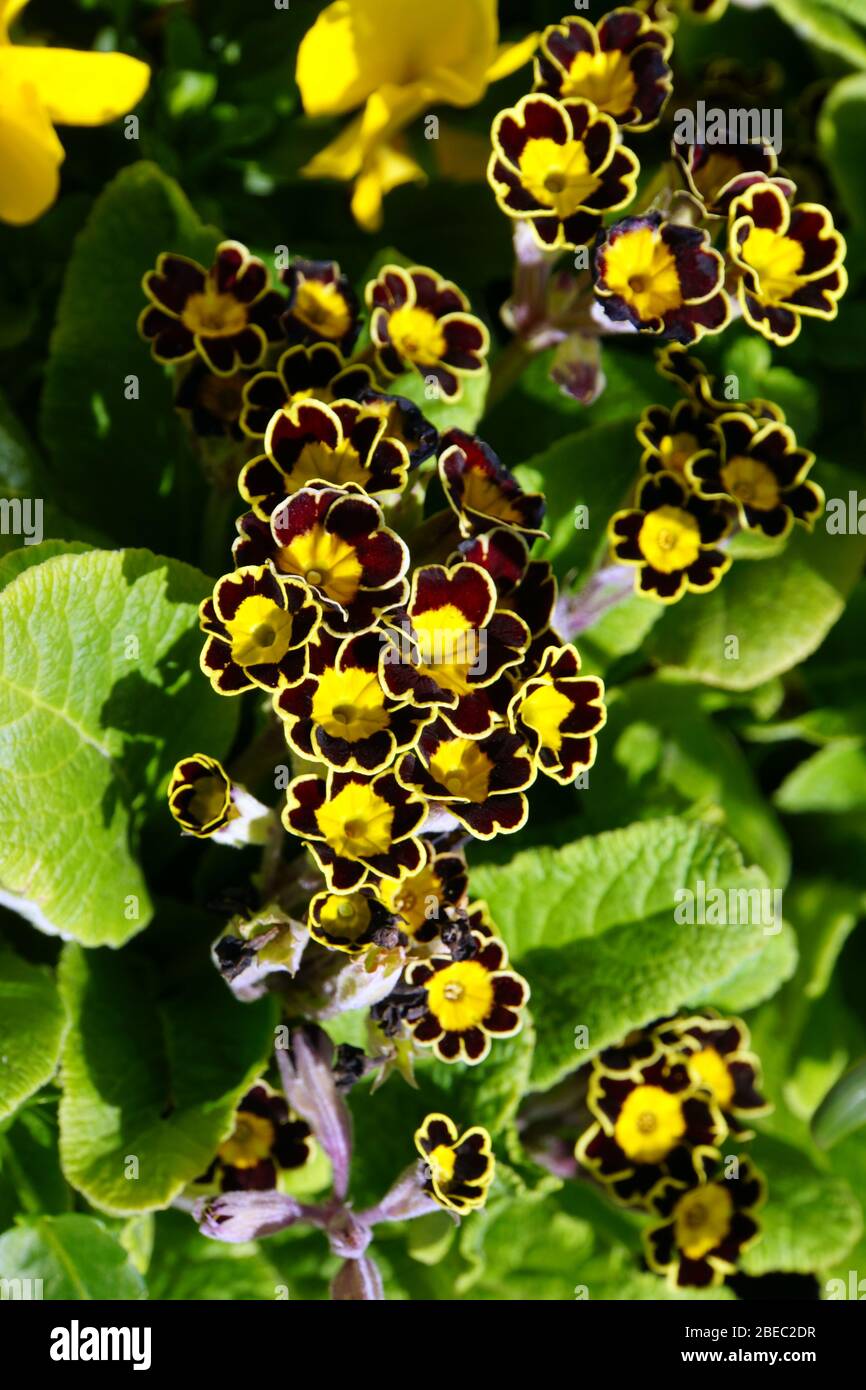 Primel - Primula vulgaris-Hybride Stock Photo