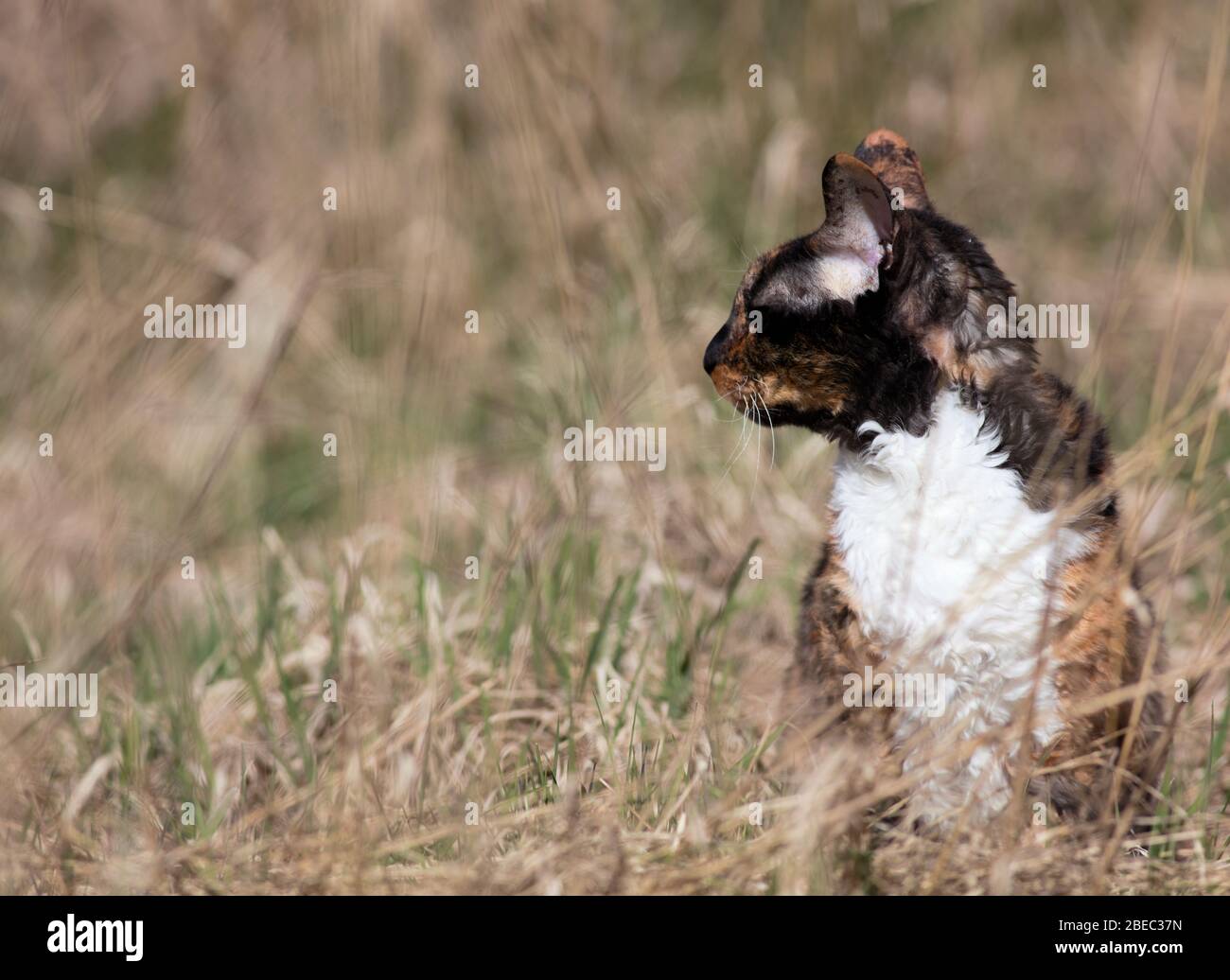 Cornish Rex cat sitting in grass and observing its surroundings Stock Photo