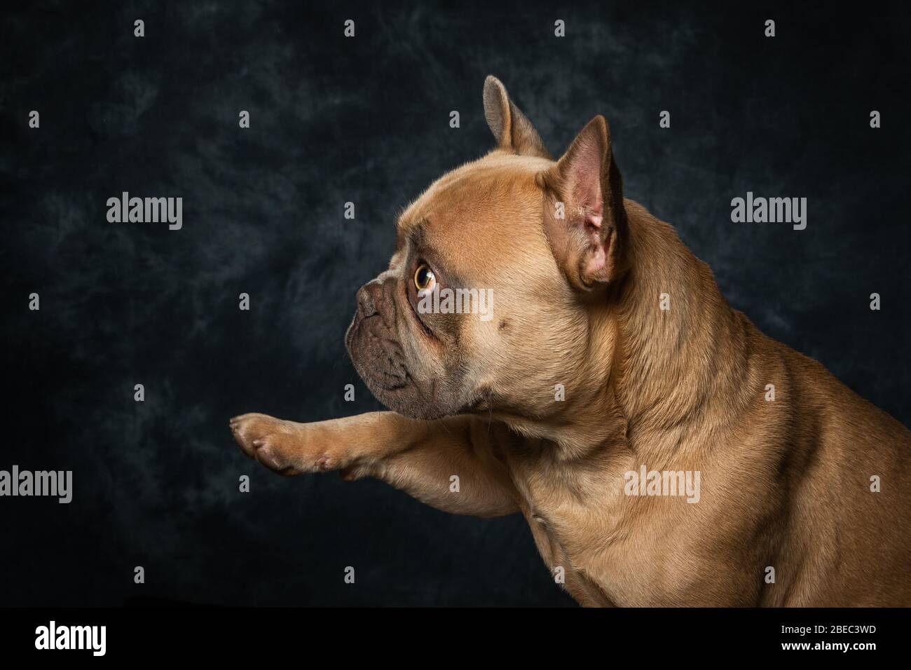 French Bulldog pictures against a background, studio portrait Stock Photo