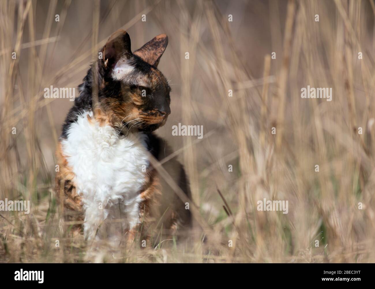 Cornish Rex cat sitting in grass and observing its surroundings Stock Photo