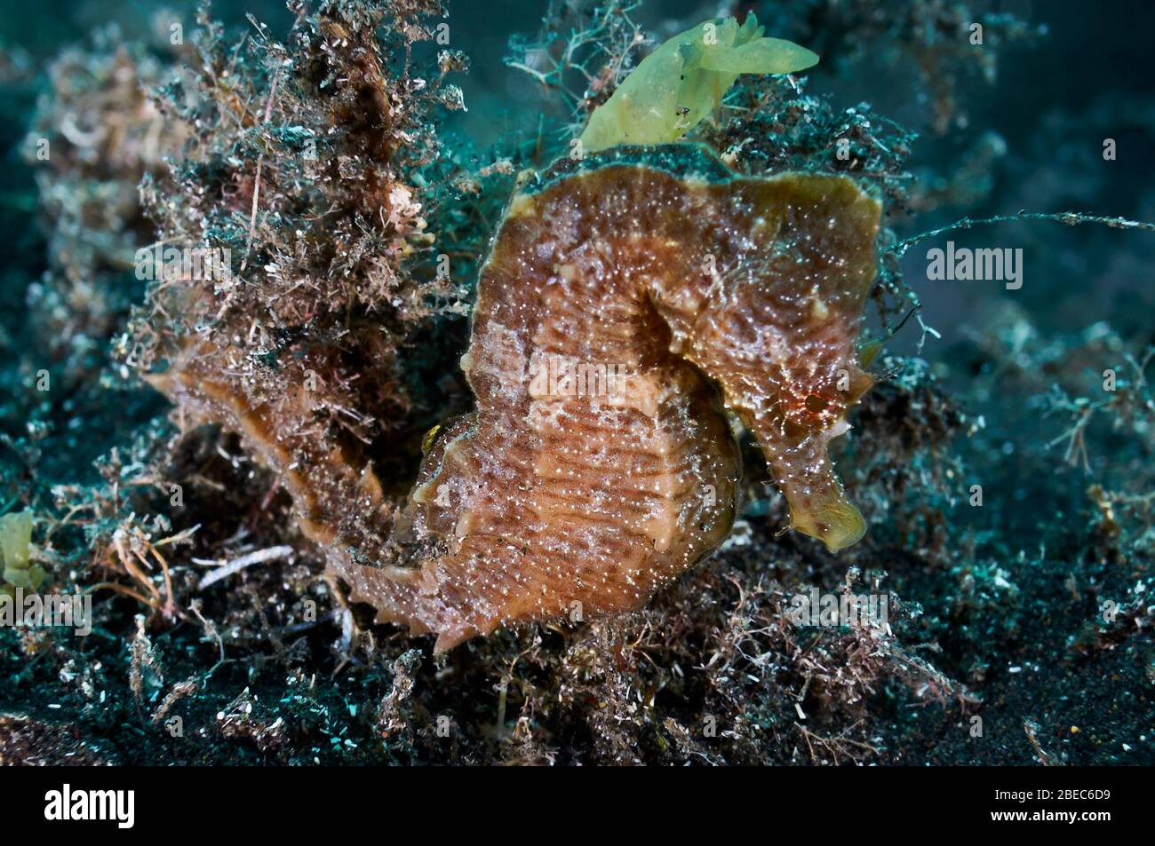 Short-snouted seahorse (Hippocampus hippocampus) underwater close-up fish portrait (Puerto Naos, La Palma, Canary Islands, Atlantic sea, Spain) Stock Photo
