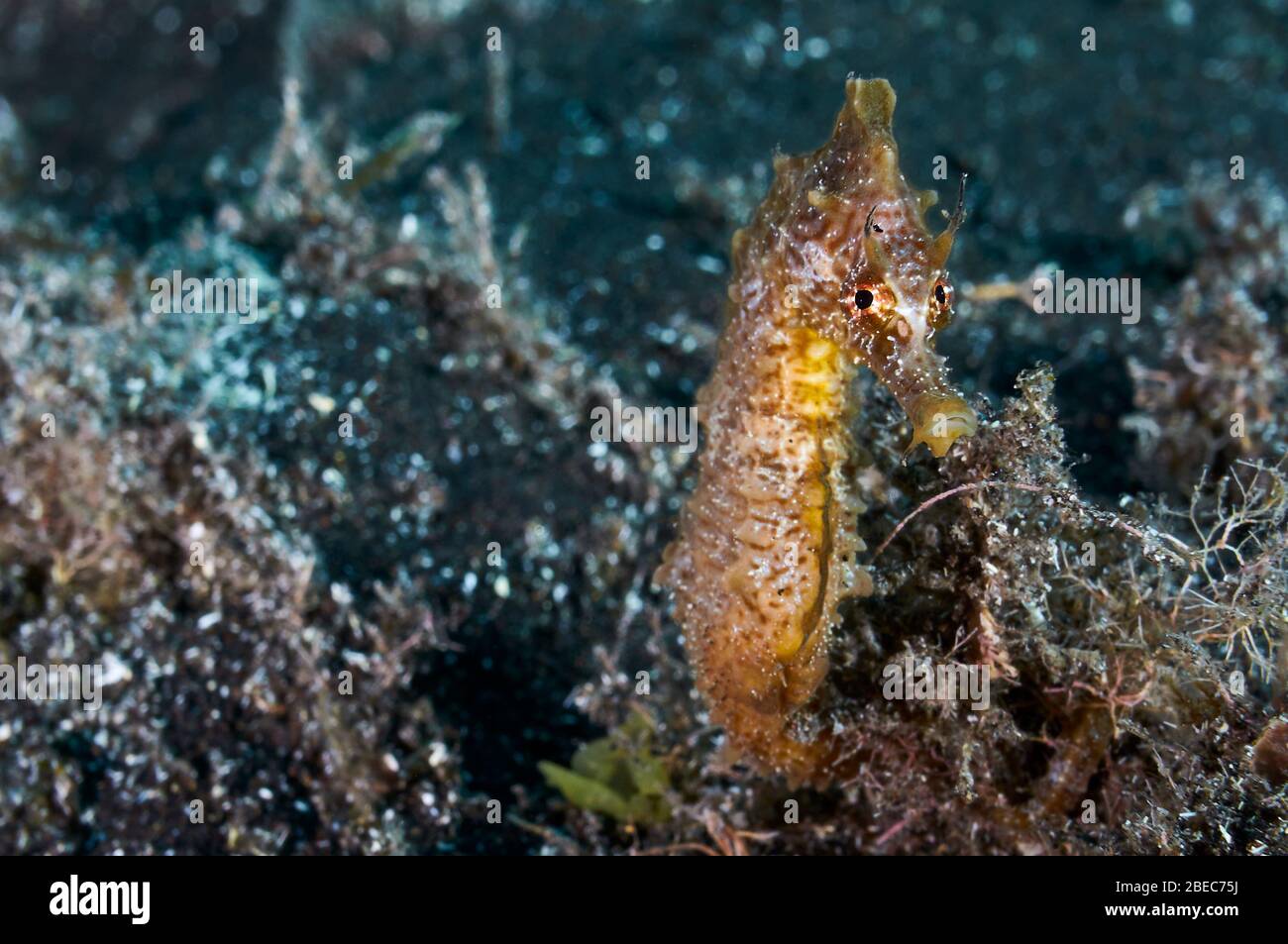 Short-snouted seahorse (Hippocampus hippocampus) underwater close-up fish portrait (Puerto Naos, La Palma, Canary Islands, Atlantic sea, Spain) Stock Photo