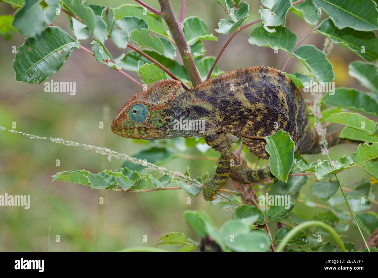 Close-up of a chameleon on a tree Stock Photo