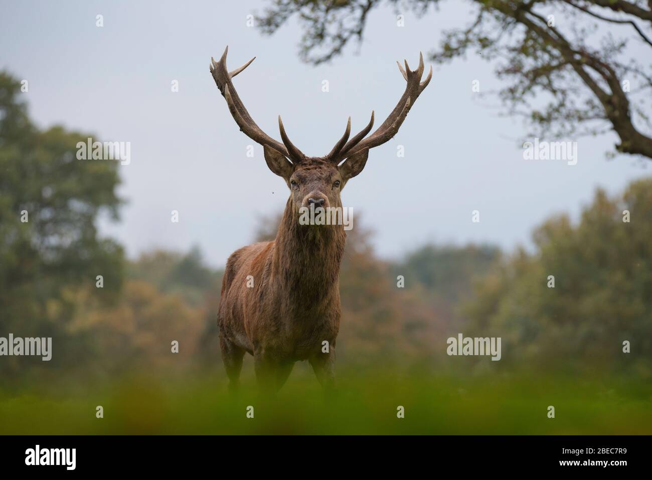 Deers from Studley Park Stock Photo