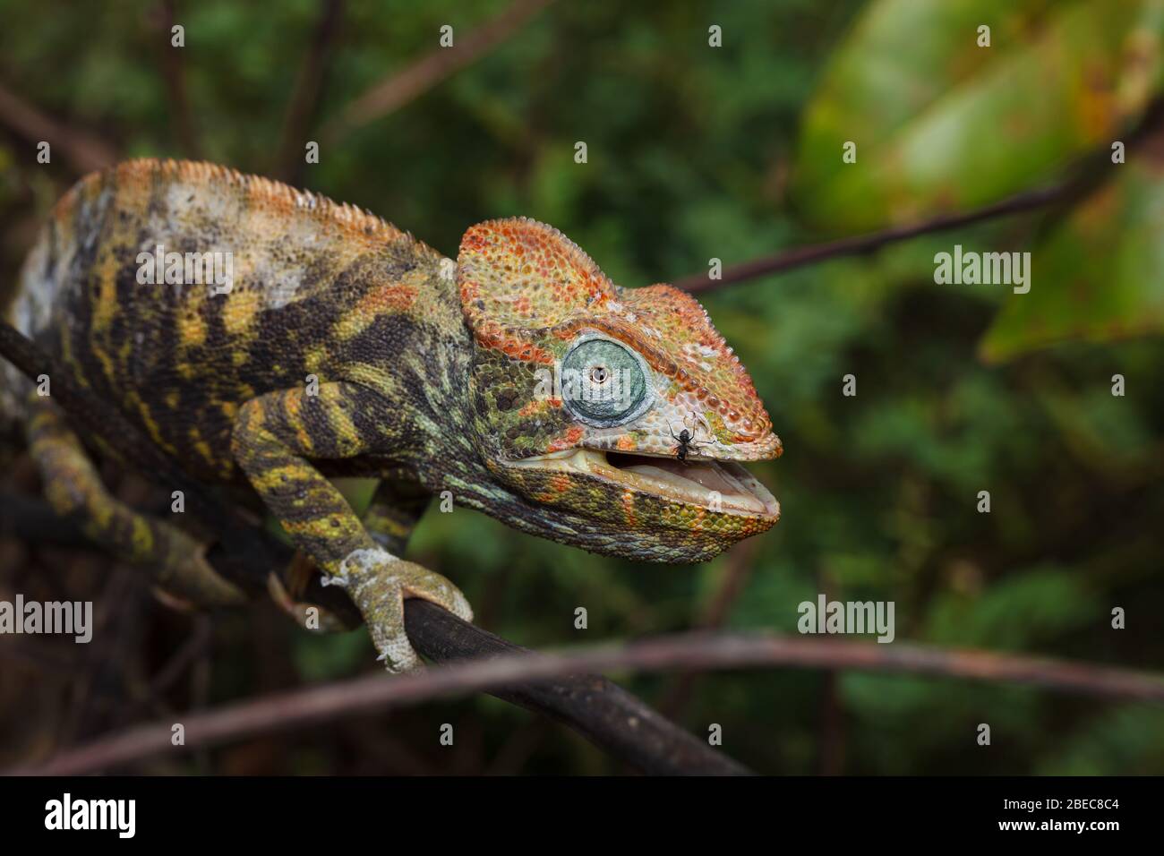 Close-up of a chameleon on a tree Stock Photo