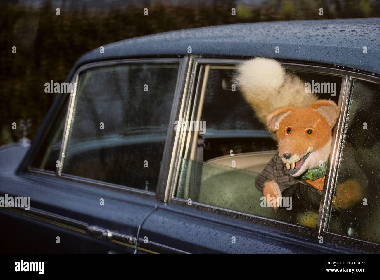 Basil Brush Fox Hires Stock Photography And Images Alamy, 58 OFF