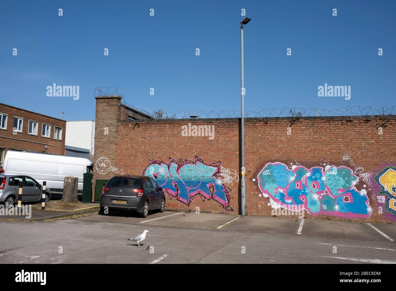 A seagull about to eat a dead rat in a deserted carpark in the Jewellery Quarter as people observe the stay at home advice from the government on 7th April 2020 in Birmingham, England, United Kingdom. Coronavirus or Covid-19 is a new respiratory illness that has not previously been seen in humans. While much or Europe has been placed into lockdown, the UK government has announced more stringent rules as part of their long term strategy, and in particular social distancing. Stock Photo