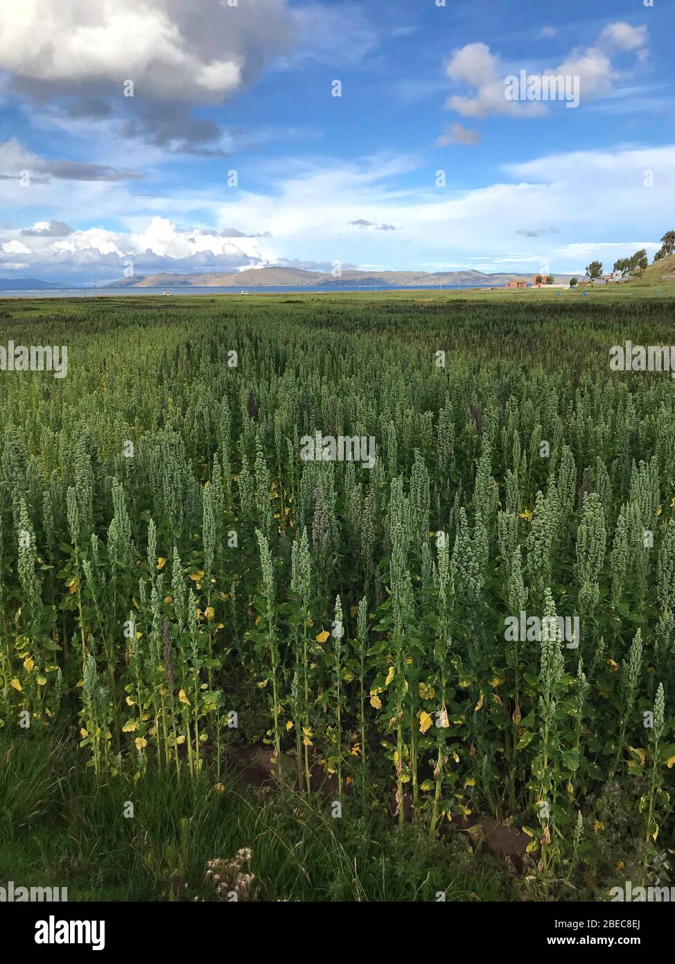 quinoa field at the andean plateau field near to Lake Titicaca which is the place where this Andean plant originated. Stock Photo