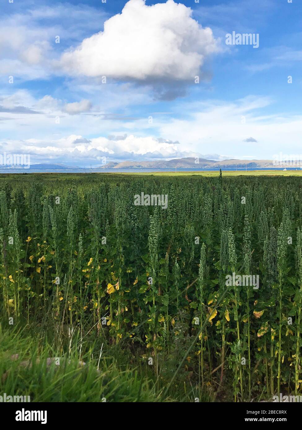 quinoa field at the andean plateau field near to Lake Titicaca which is the place where this Andean plant originated. Stock Photo