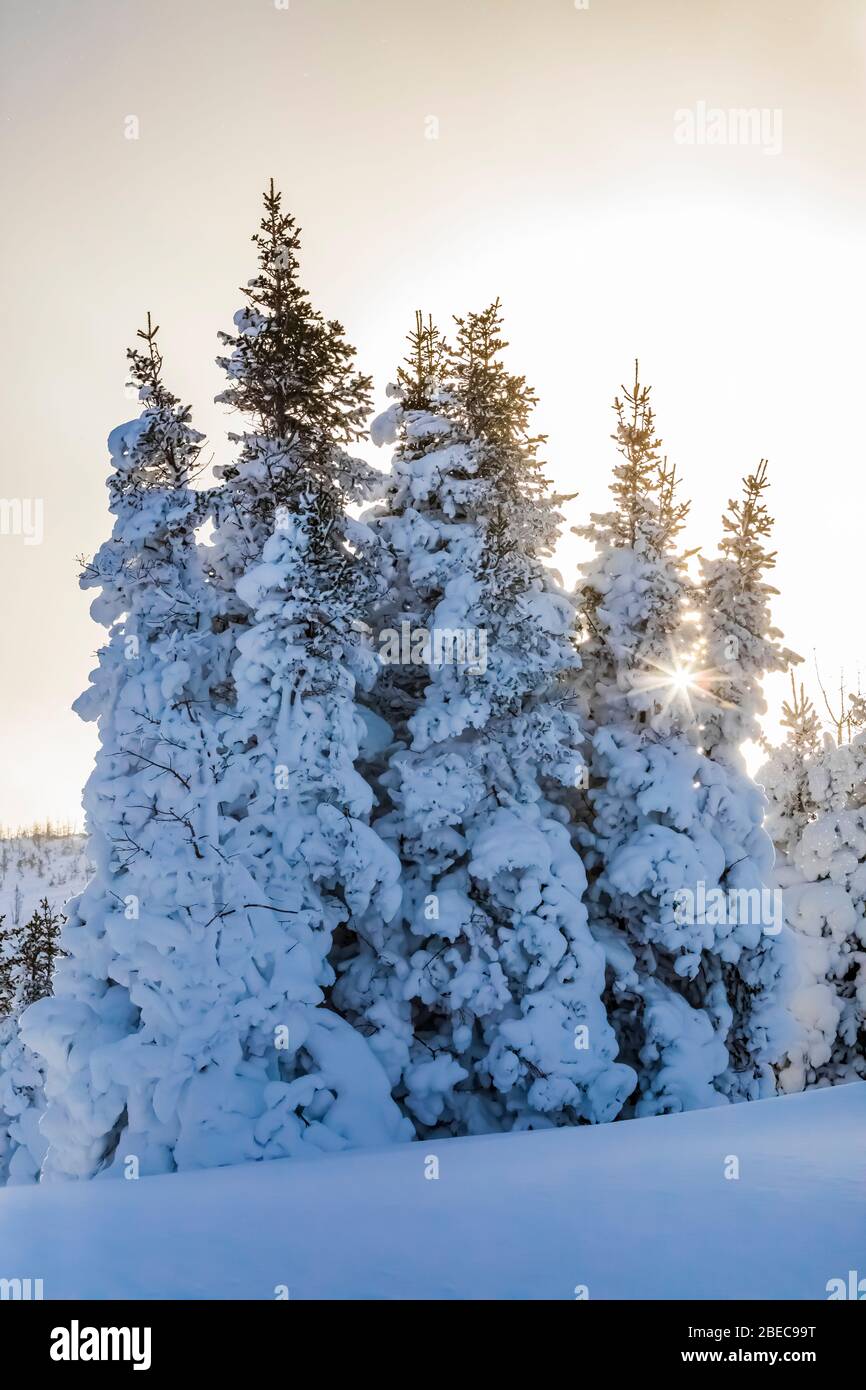 Snow-covered coniferous forest along the Burgeo Highway, Route 480, in Newfoundland, Canada Stock Photo