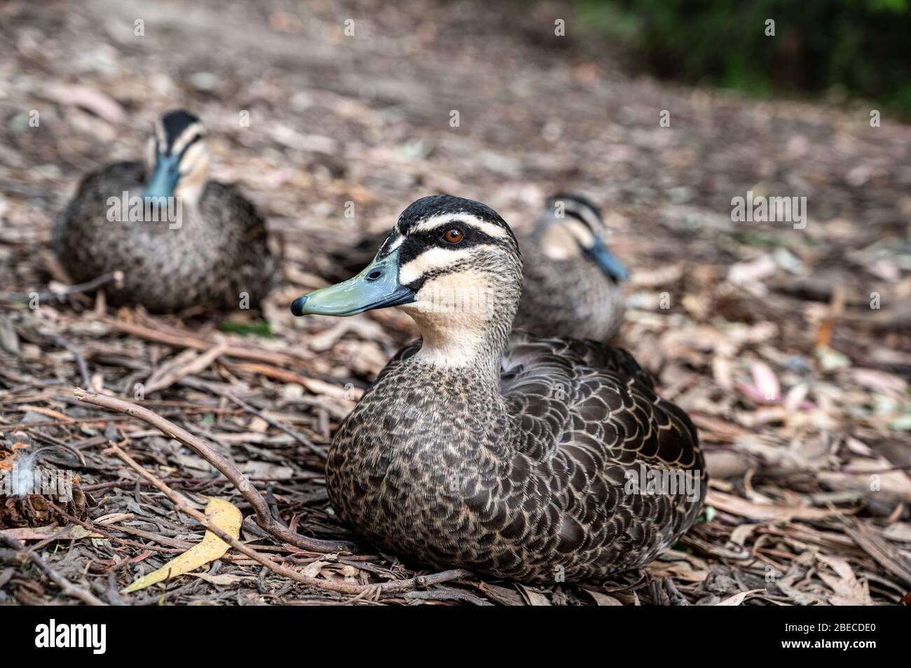 Pacific black duck, Anas superciliosa, resting amongst fallen leaves, Kennett River, Australia Stock Photo