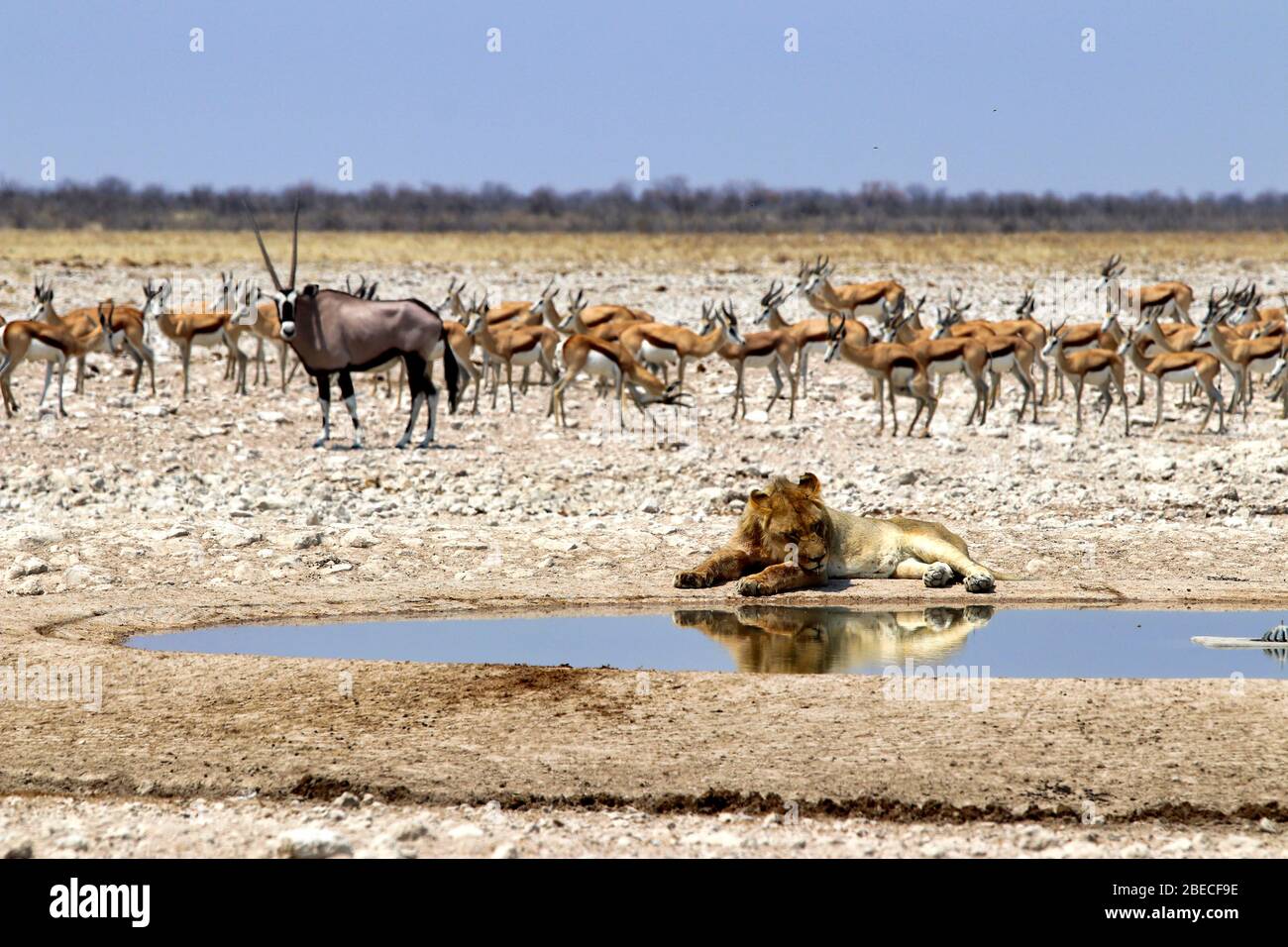 Lion at the waterhole - Namibia Africa Stock Photo
