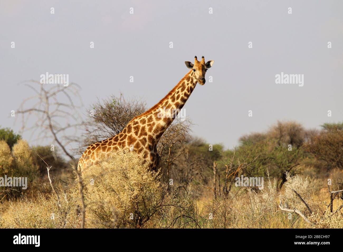 beautiful giraffe head - Namibia Africa Stock Photo