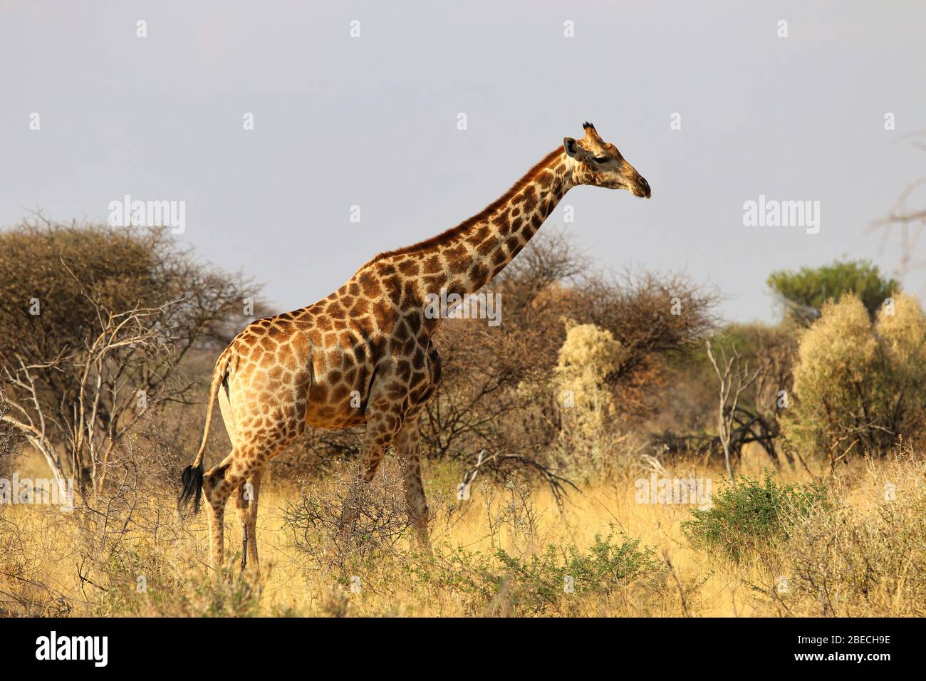 beautiful giraffe head - Namibia Africa Stock Photo