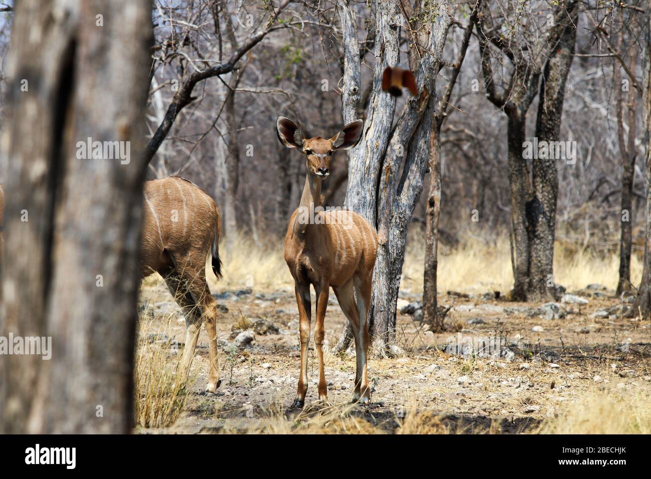 greater kudu (Tragelaphus strepsiceros) - Namibia Africa Stock Photo