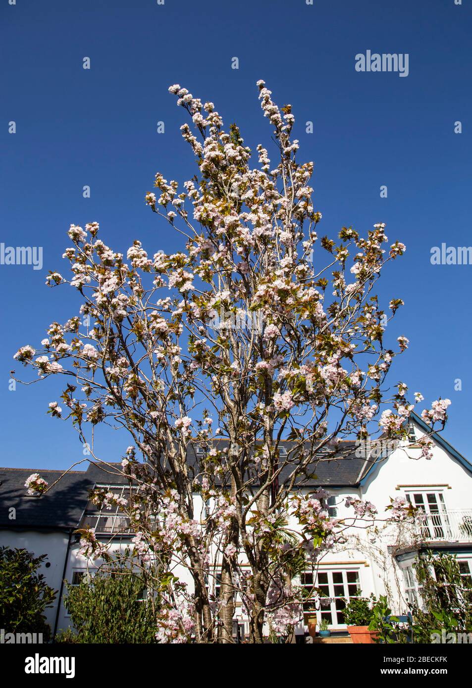 An ornamental cherry tree with pink blossom grows beside a white walled house in Devon, with blue sky behind. Stock Photo
