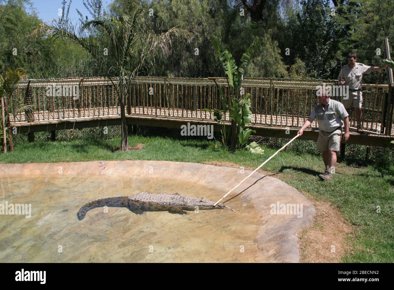 Nile Corcodile Stock Photo