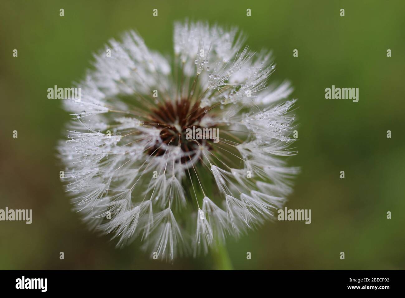 Dandelion with morning dew clinging to it's seedhead Stock Photo