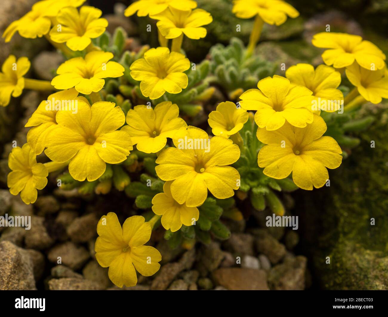 Bright yellow flowers of an alpine plant, Dionysia aretioides, in a rockery garden Stock Photo