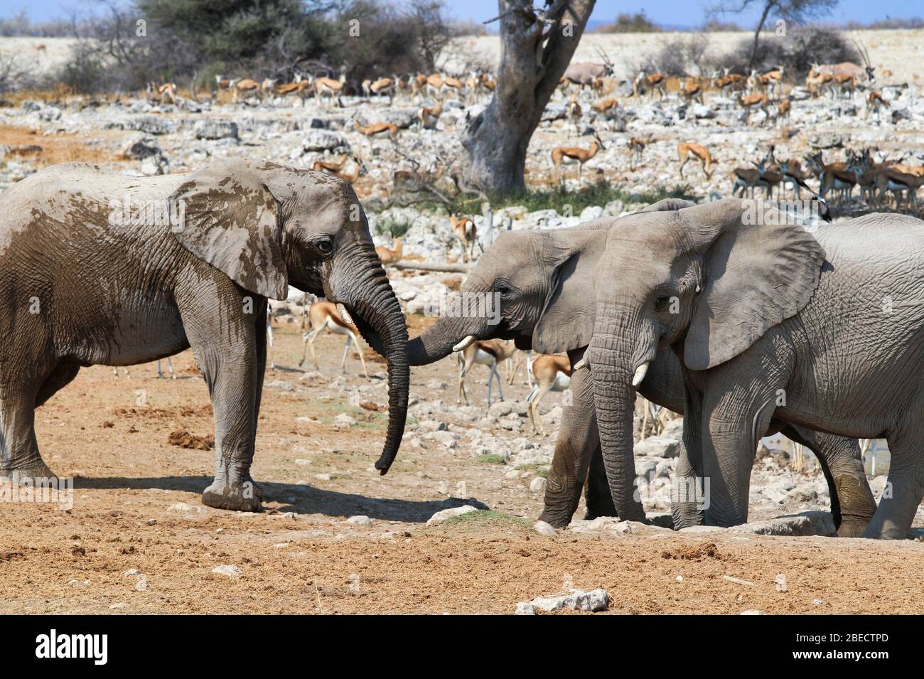 African elephants (Loxodonta africana) at the waterhole - Namibia Africa Stock Photo