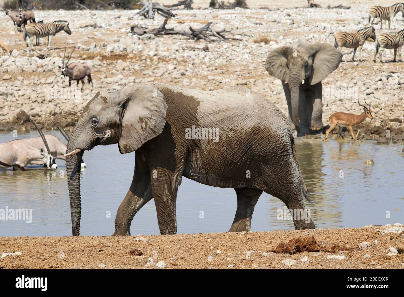 African elephants (Loxodonta africana) at the waterhole - Namibia Africa Stock Photo